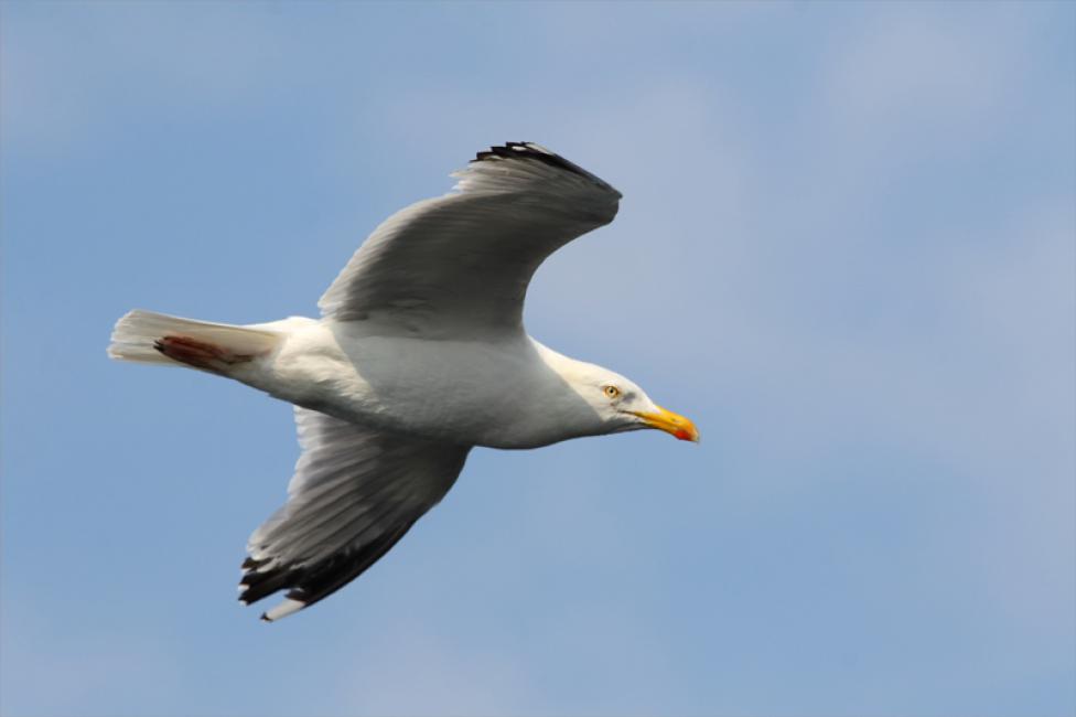 Vuelo de Argéntea (Larus argentatus)